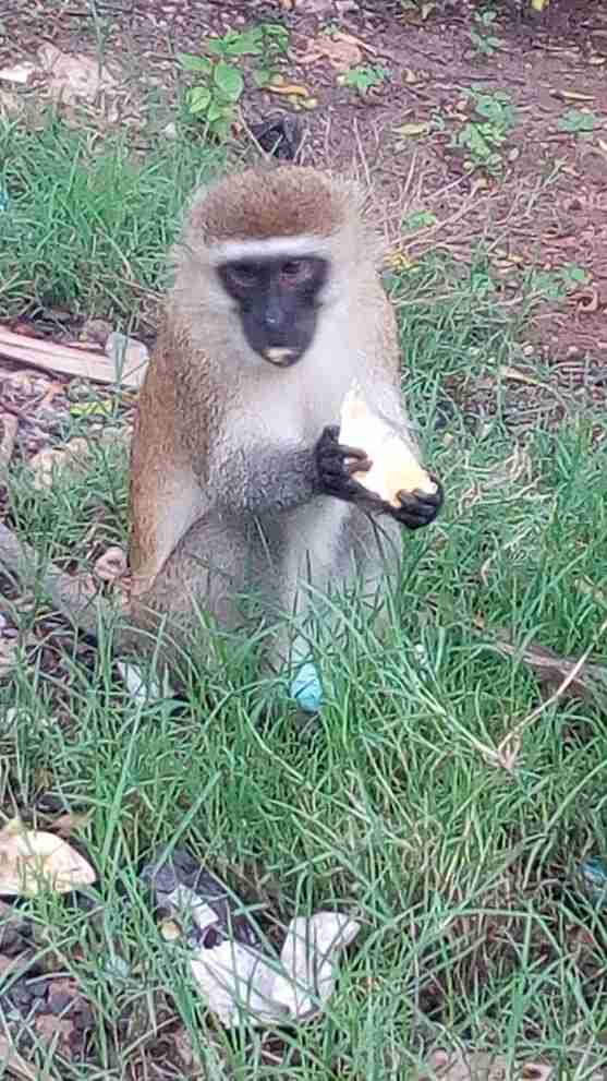 Vervet monkey feeding on a trip