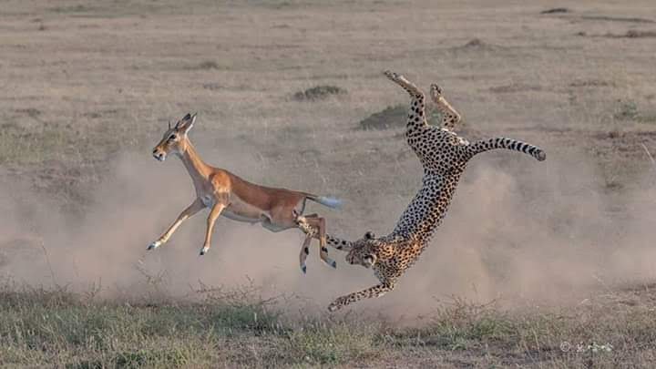 Cheetah hunting impala on safari