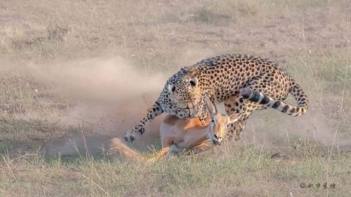 Cheetah closing in on impala, seen on safari