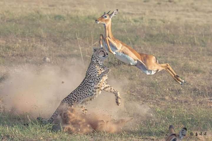 Cheetah leaping at impala