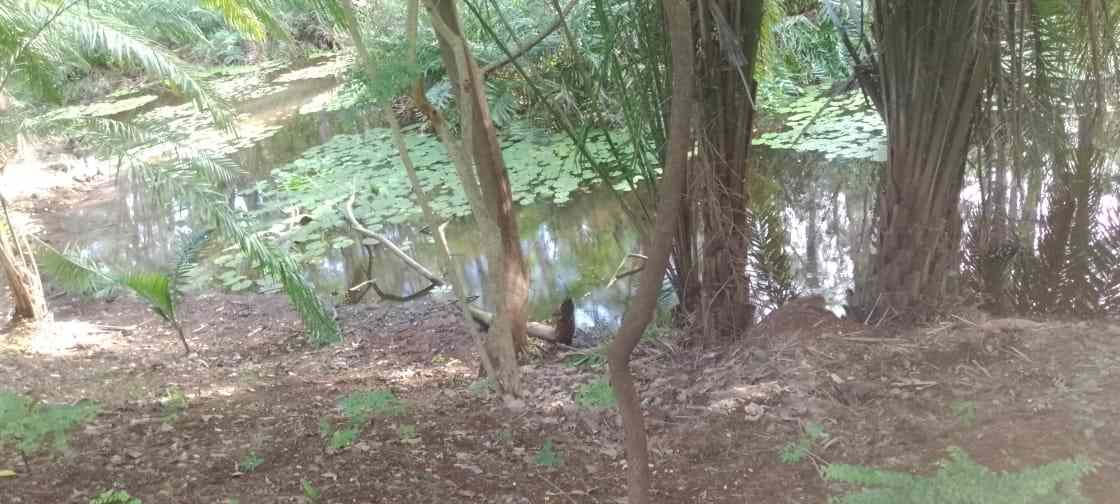 Forest pond with lily pads, Shimba Hills