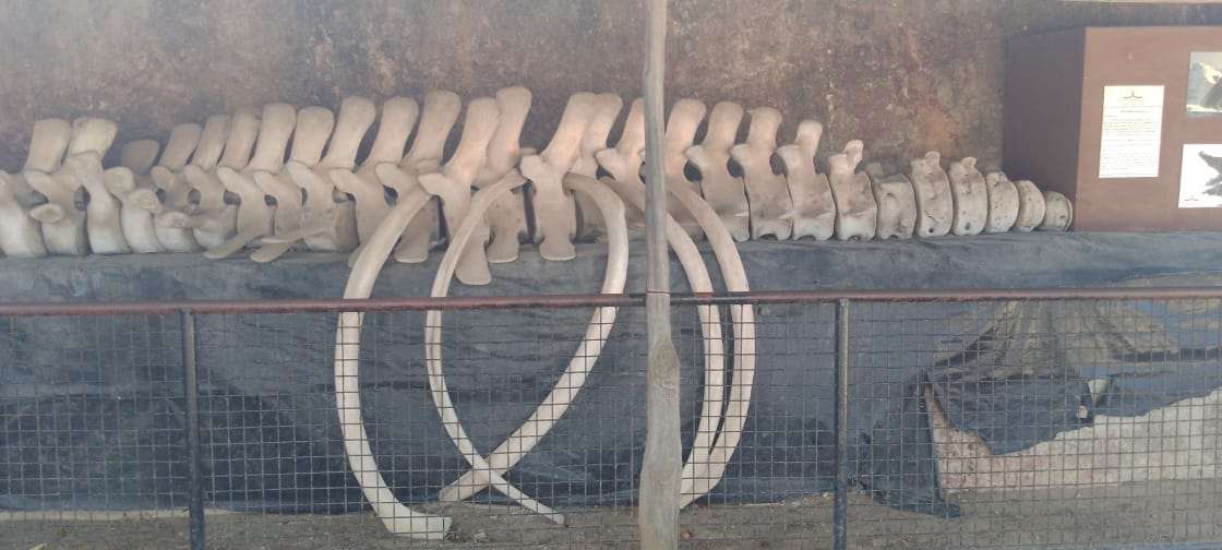 Whale skeleton display on the coast