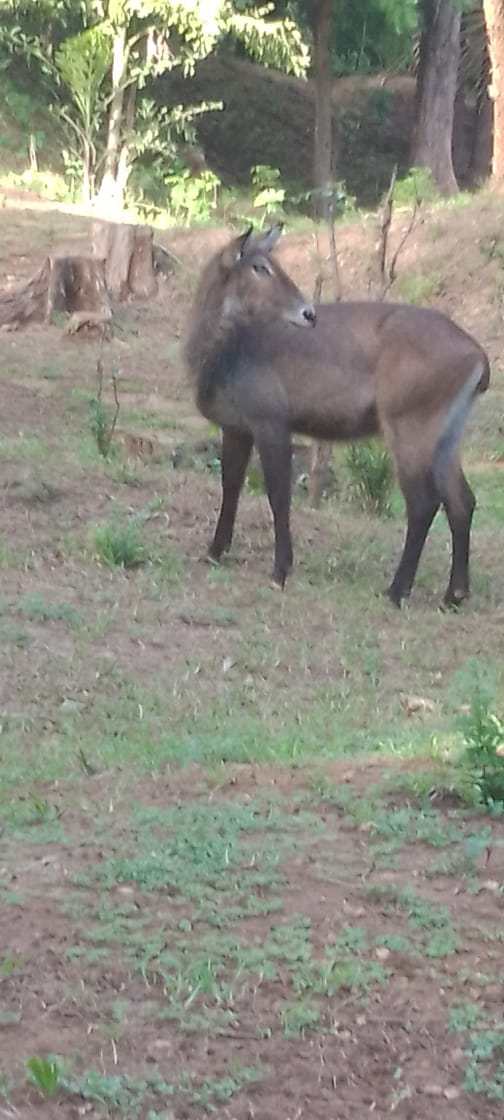 Waterbuck standing alert on the savanna