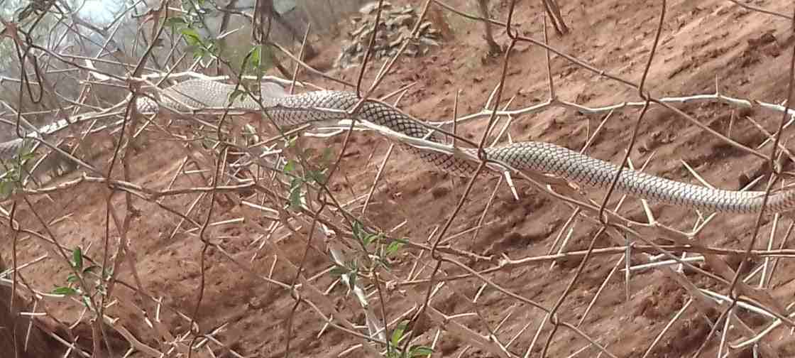 Snake spotted in the bush on a trip