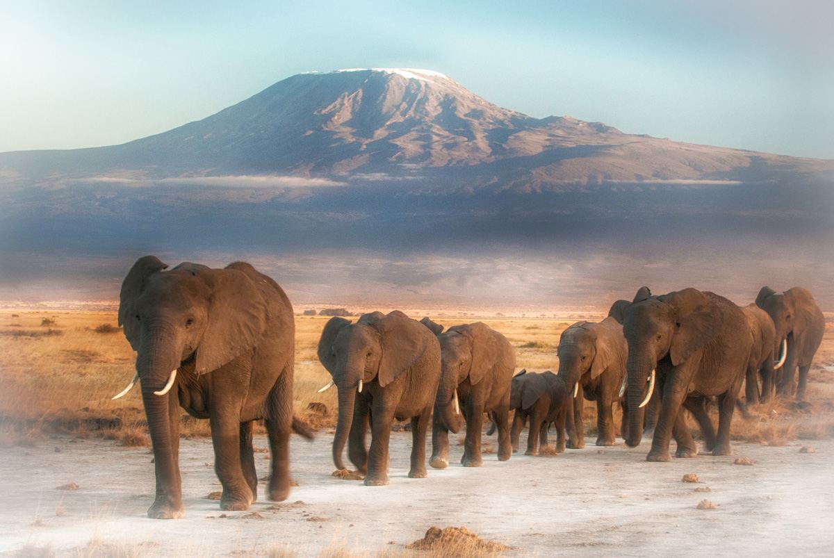 Elephants with Mount Kilimanjaro behind in Amboseli