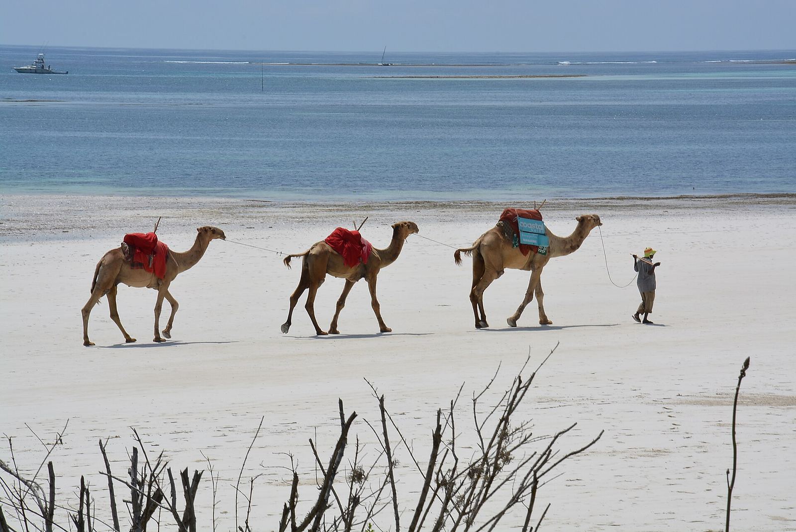 Camel ride along Diani Beach