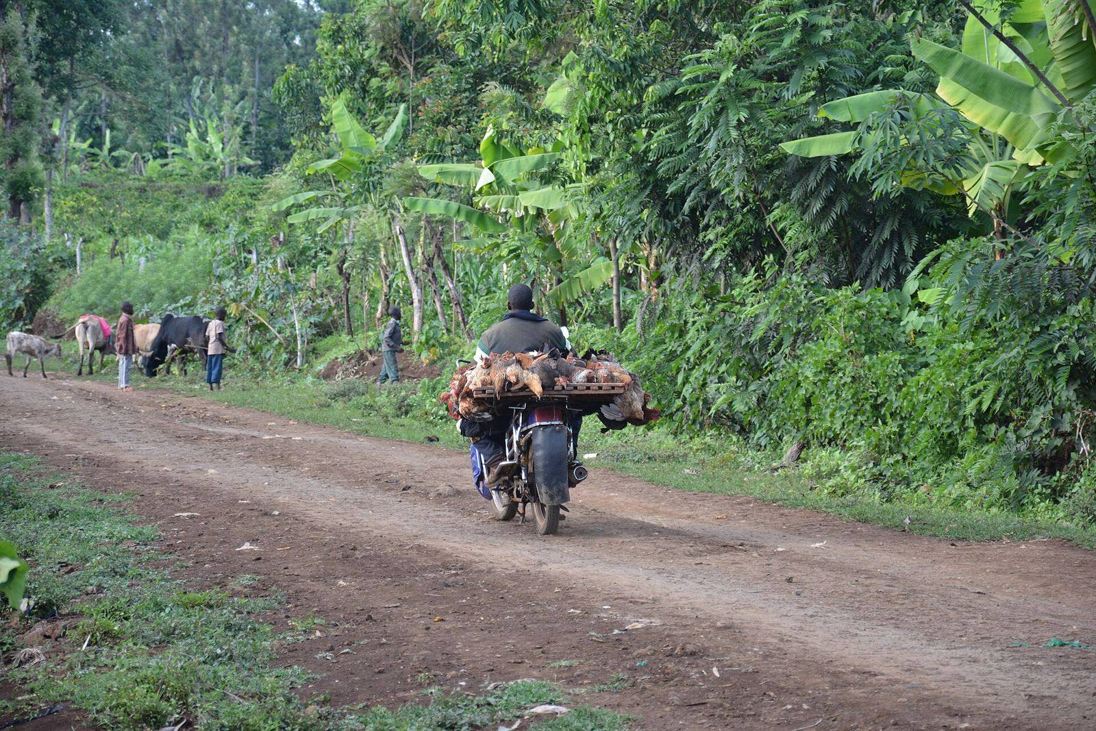 Palm-lined coastal road on a transfer run
