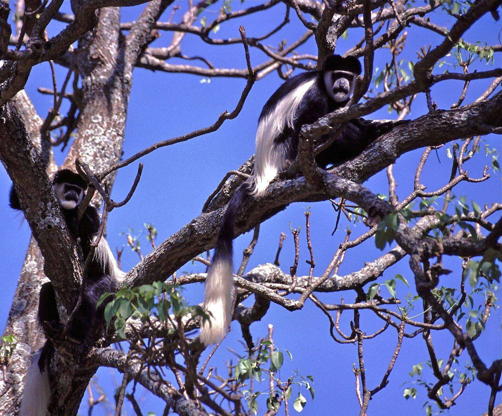 Colobus monkey in coastal forest