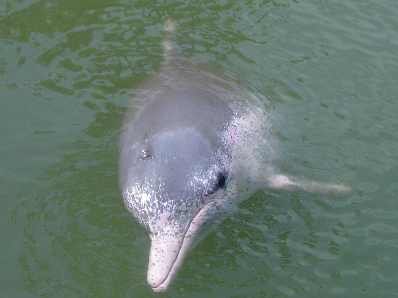 Dolphin off the Wasini coast