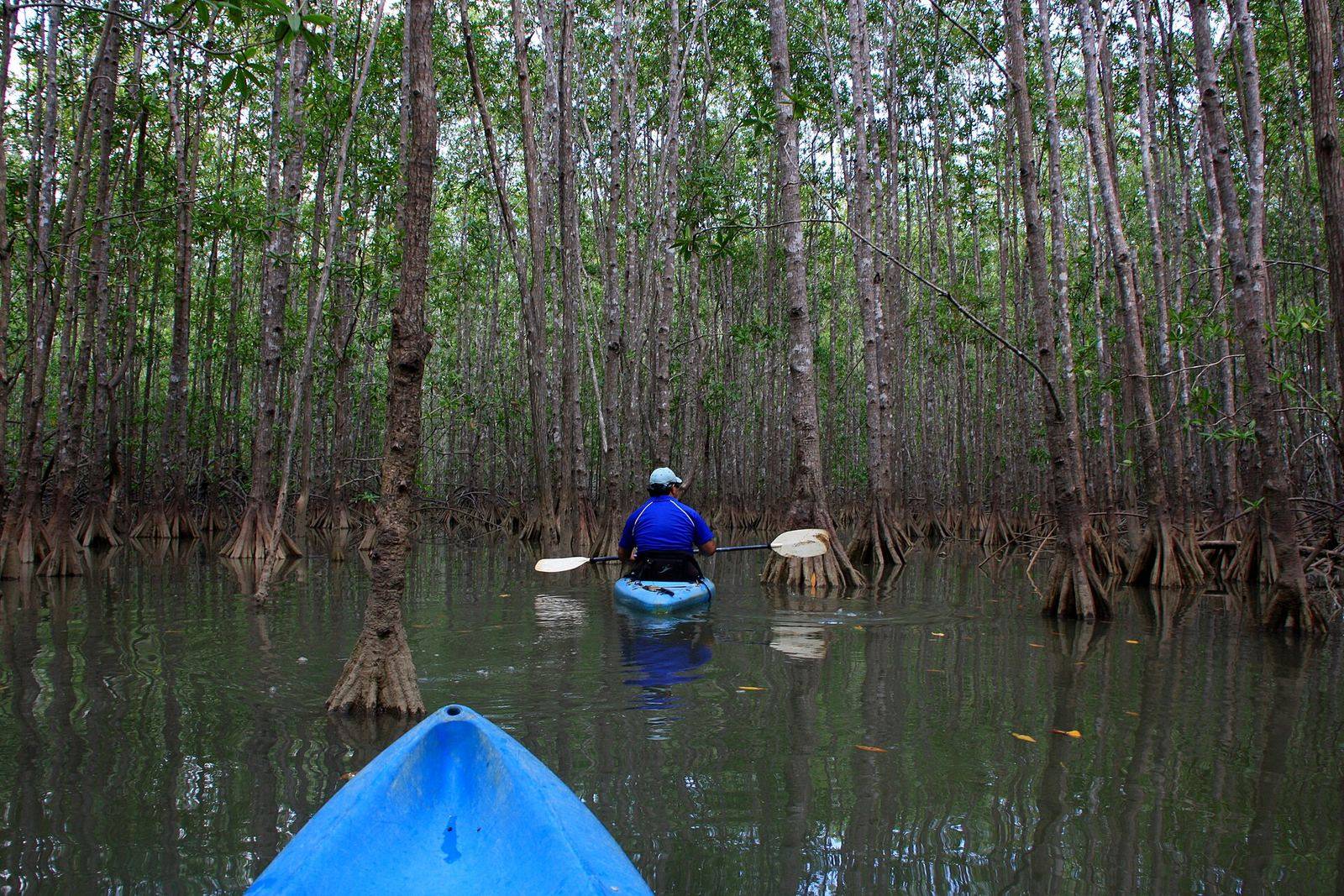 Canoe through the mangroves