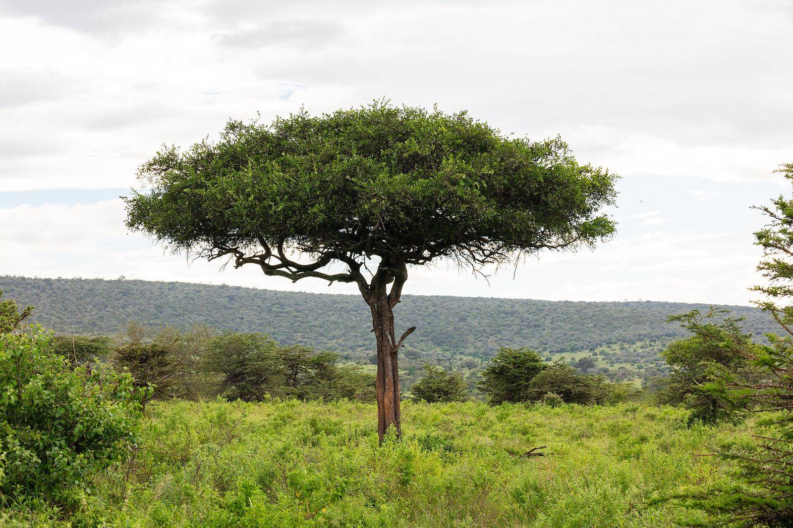 Open grassland of the Maasai Mara with wildebeest