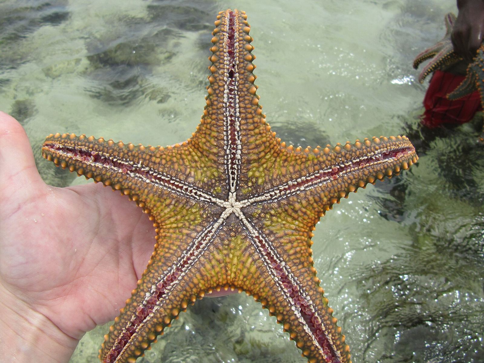 Starfish in shallow coastal water