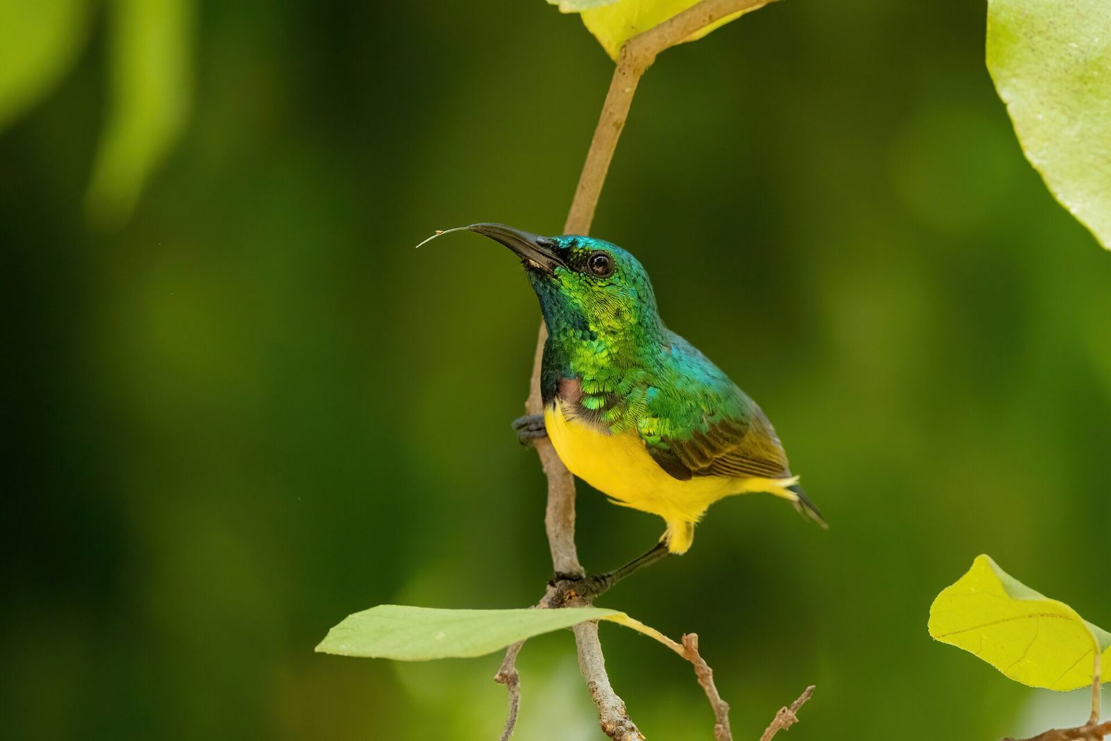 Sunbird in coastal forest