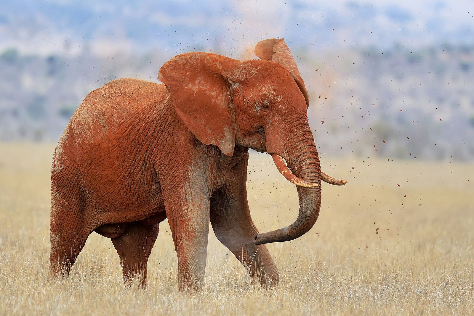 Red-dust elephants in Tsavo East National Park